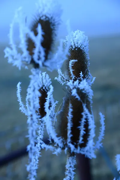 DSC_0969 (Large).JPG